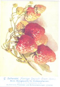 Soltwedel Werbekarte Erdbeeren